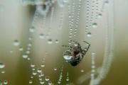 Owady i pajęczaki (OP) wyróżnienie: Robert Bijas - Spragniony 