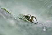 Owady i pajęczaki (OP) wyróżnienie: Inka Wieczeńska - W moim ogrodzie 