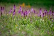 Piotr Chmielewski laureatem konkursu Grassland orchids