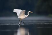 Czapla biała (Ardea alba) fot. Piotr Welcz