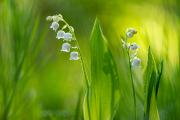 Konwalia majowa (Convallaria majalis) fot. Katarzyna Okoń