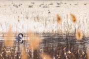 Łabędź niemy (Cygnus olor) fot. Agnieszka Jakubowska