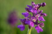 Storczyk samiczy (Anacamptis morio) fot. Piotr Chmielewski