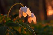 Zawilec gajowy (Anemone nemorosa) fot. Remigiusz Gmyz