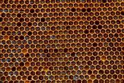 II miejsce – Ryszard Michno: Pszczoły 
